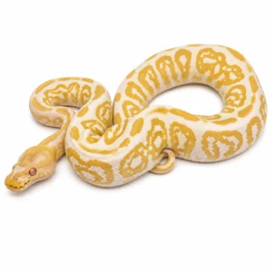 Albino Black Pastel ball python for sale Canada