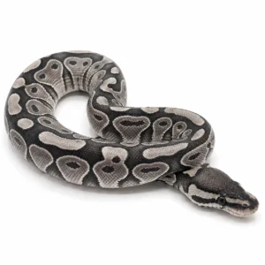 Axanthic ball python for sale Canada