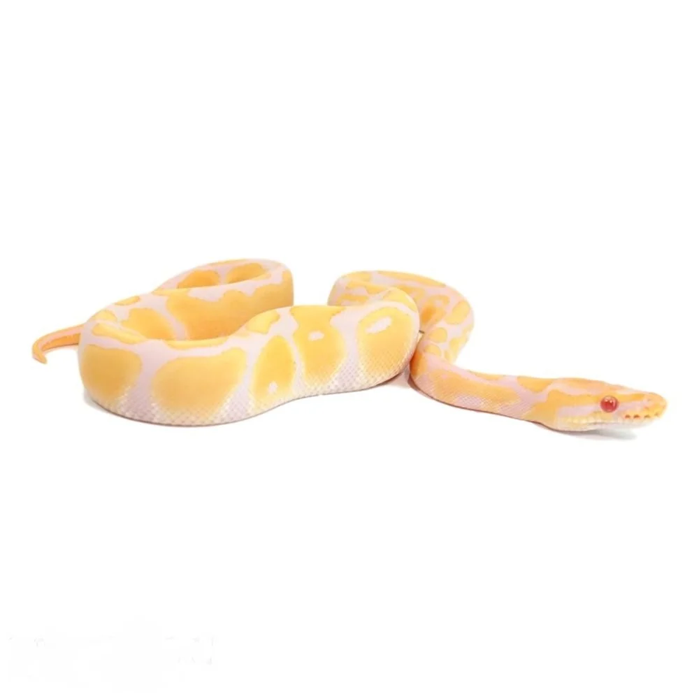 Candino ball python for sale
