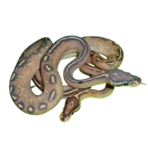 Highway ball python for sale Canada