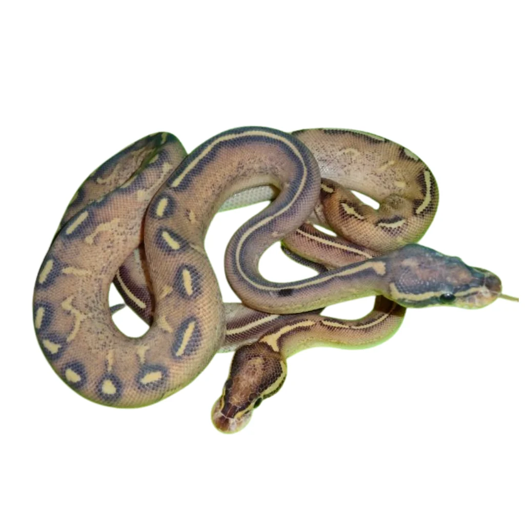 Highway ball python for sale Canada
