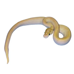 Ivory ball python for sale Canada