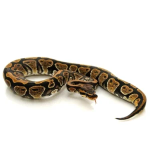 normal ball python for sale Canada