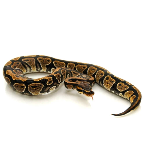 normal ball python for sale Canada