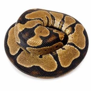 Yellow Belly ball python for sale Canada