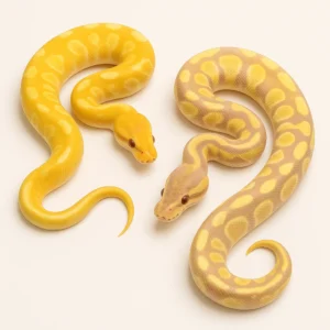 banana ball python for sale Canada