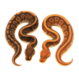 cinnamon ball python for sale Canada