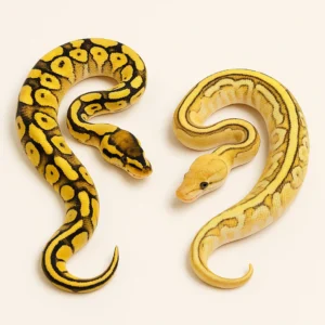 pastel ball python for sale Canada