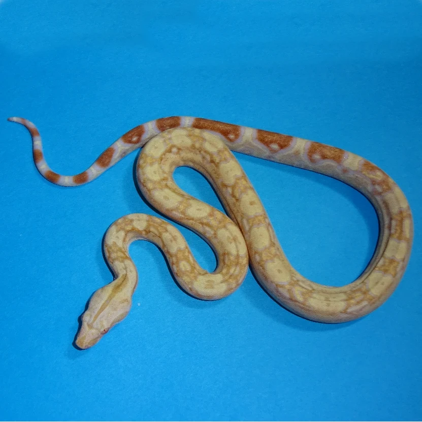 Albino Boa For Sale Canada