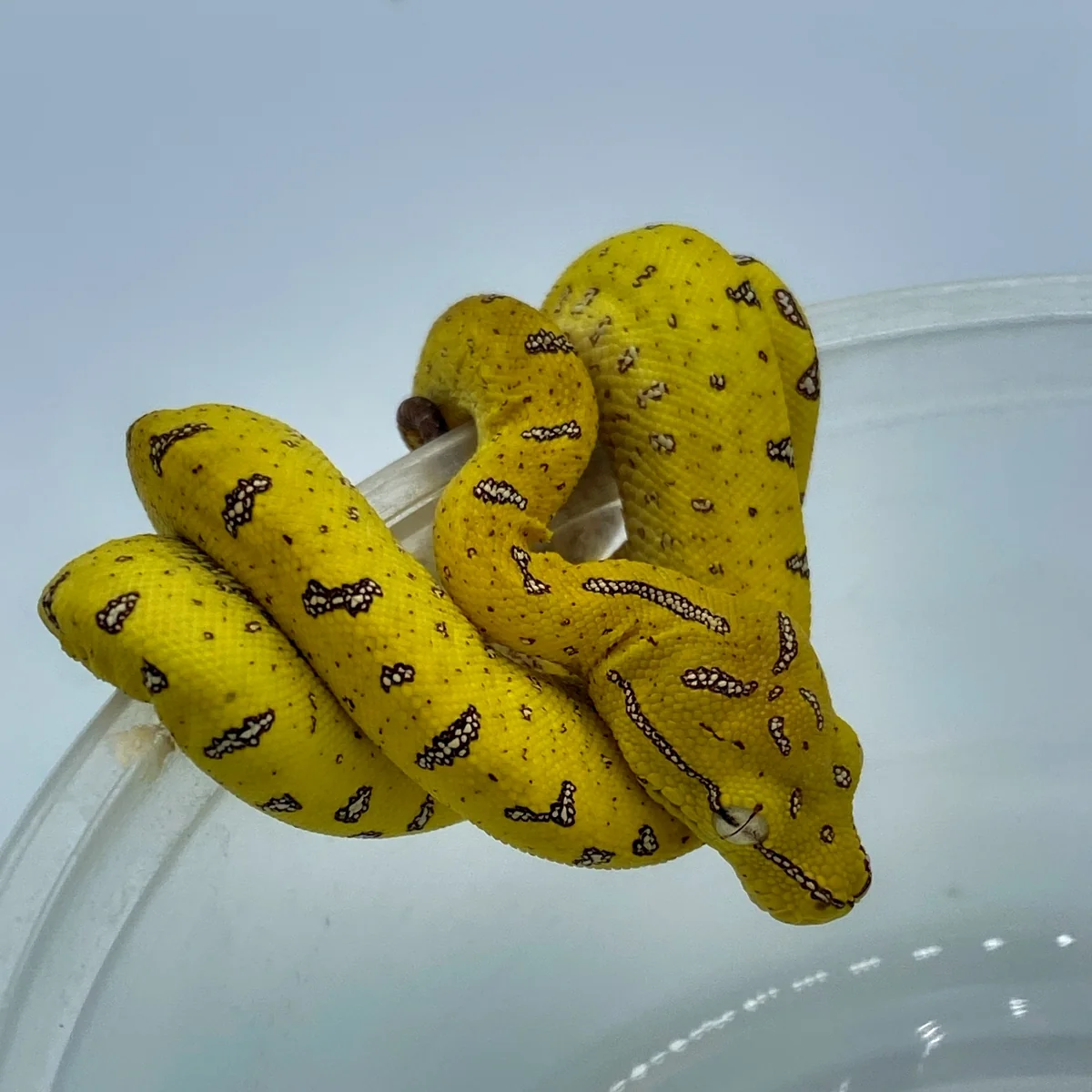 Aru Green Tree Python For Sale Canada Aru Green Tree Python For Sale Canada