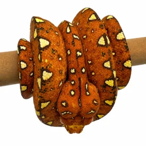 Biak Green Tree Python