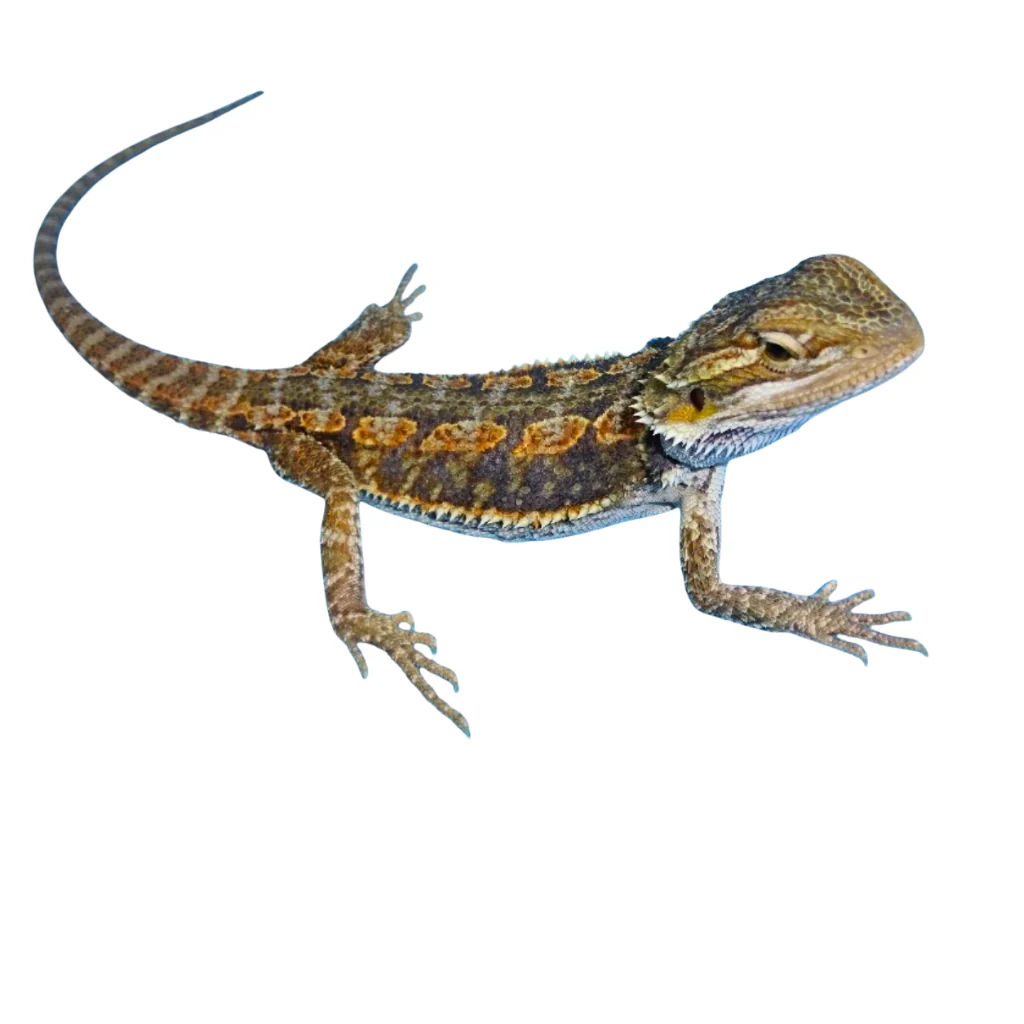 Blue Bar Bearded Dragons