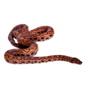 Brazilian Rainbow Boa for sale Canada