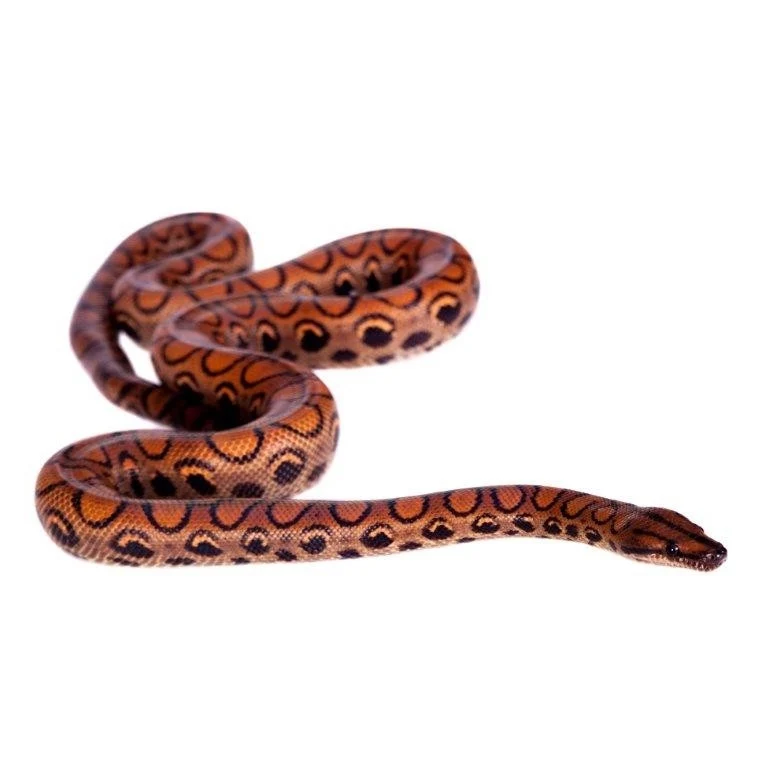 Brazilian Rainbow Boa for sale Canada