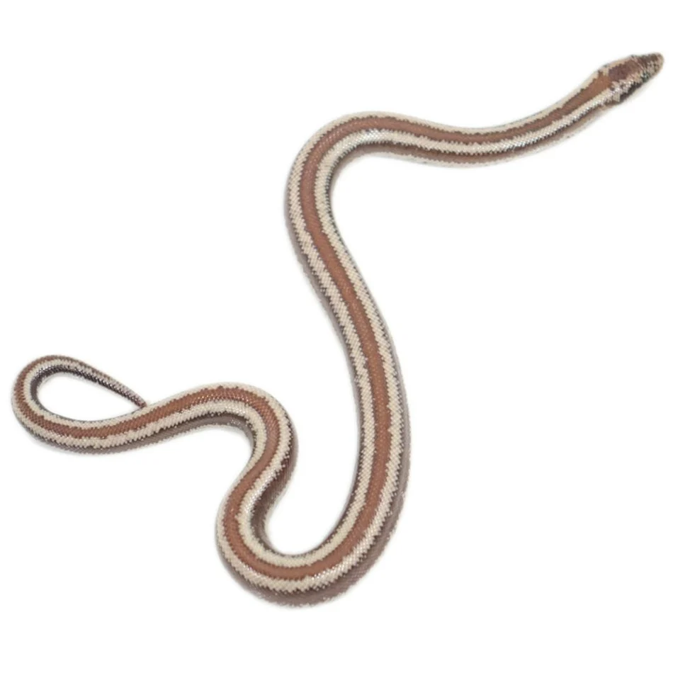 Dome Rock Rosy Boa For Sale Canada