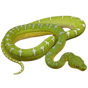 Emerald Tree Boa For Sale Canada