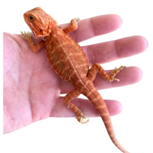 Extreme Red Bearded Dragon