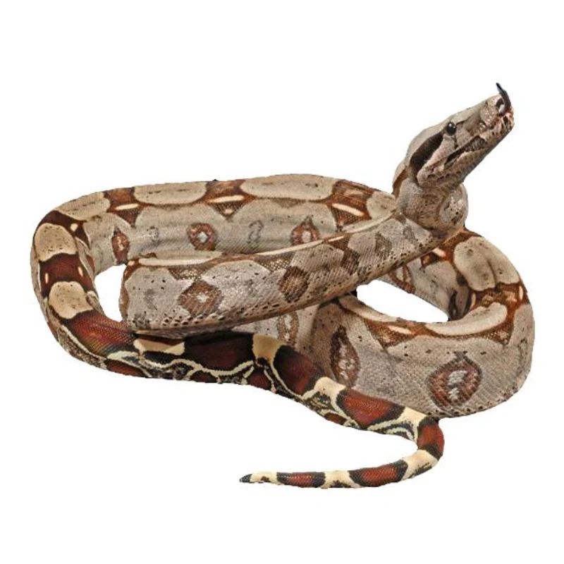 Guyana Red Tail Boa For Sale Canada