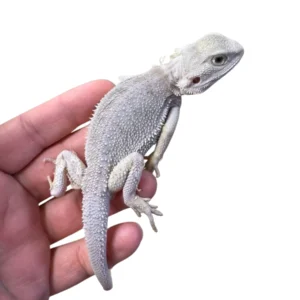 Hypo Zero Bearded Dragon