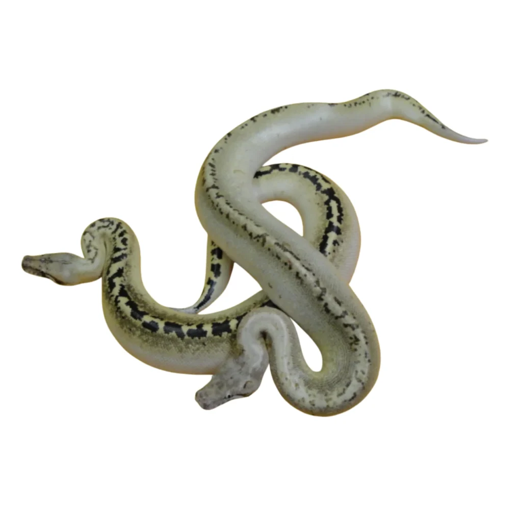 Ivory Blood Python For Sale Canada