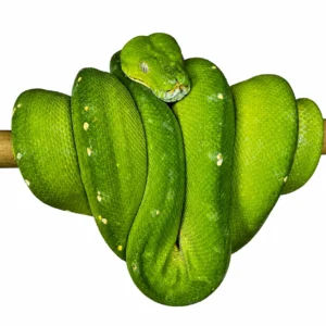 Jayapura Green Tree Python