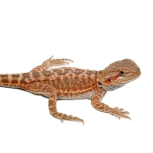 Leatherback Bearded Dragon
