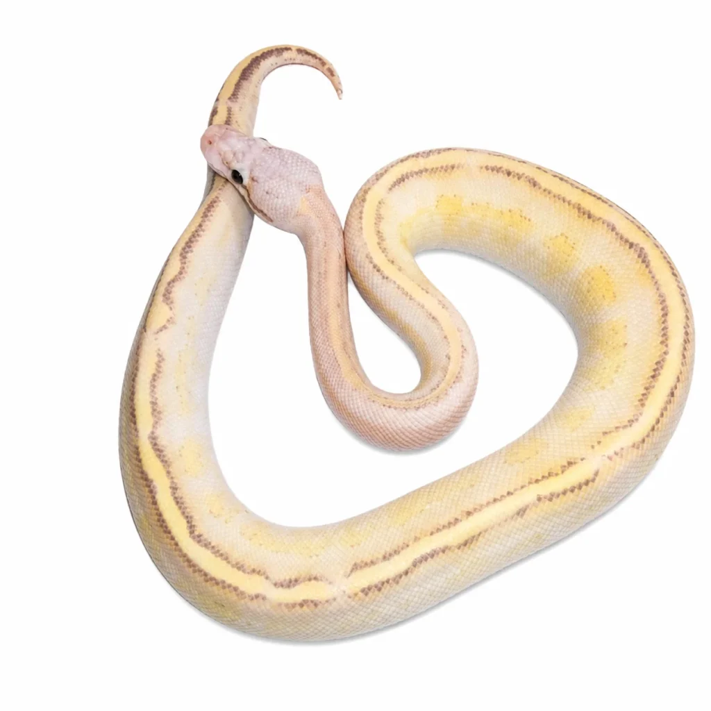 Pastel Ivory ball python