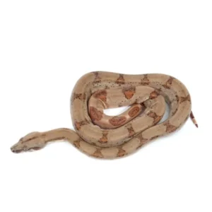 Pearl Island Boa For Sale Canada