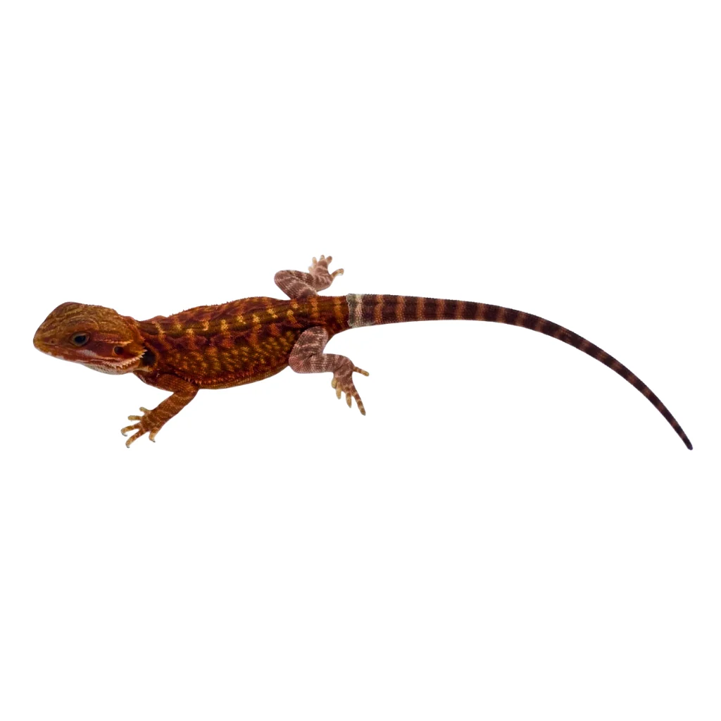 Red Hypo Translucent Bearded Dragon