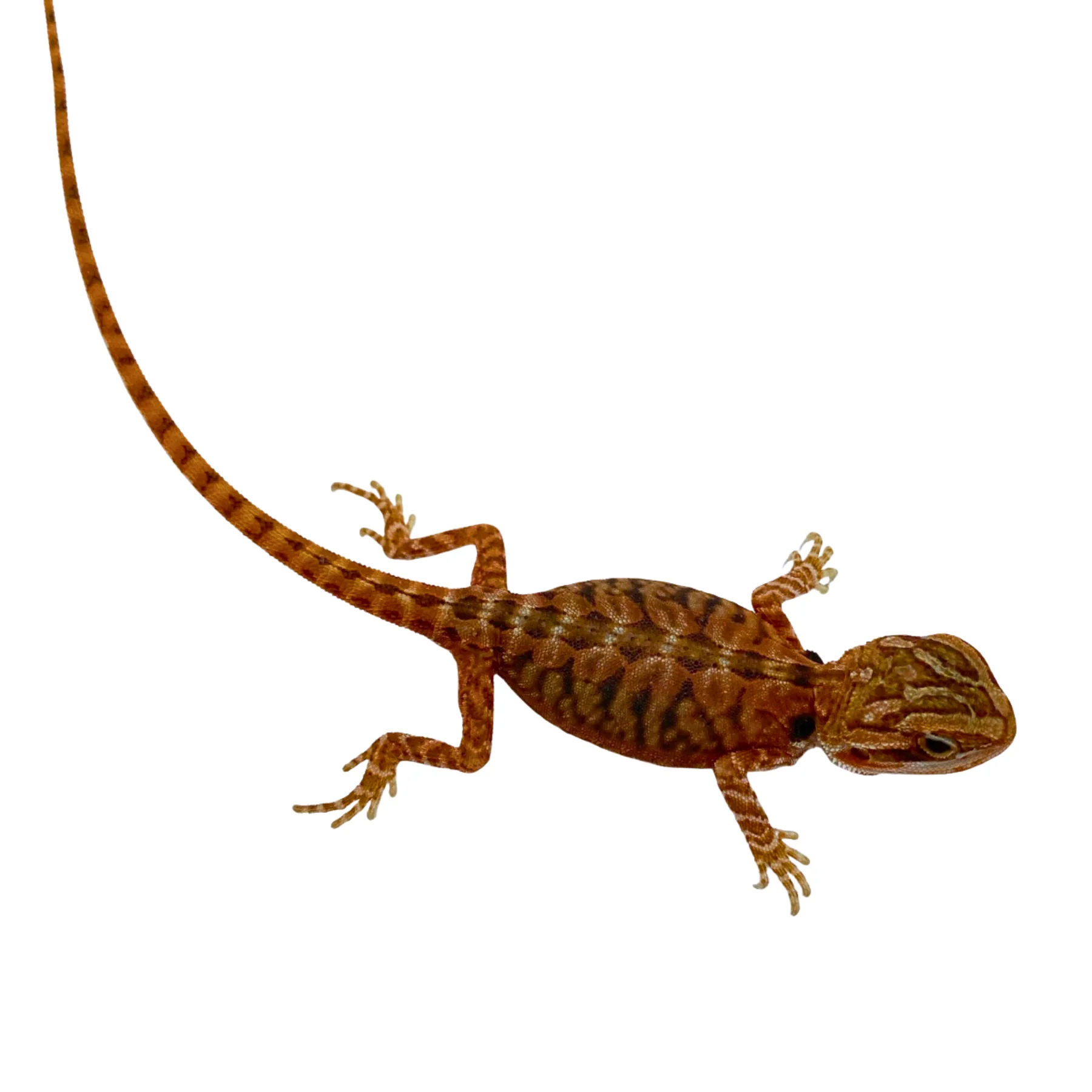 Red Translucent Bearded Dragon