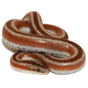 Rosy Boa For Sale Canada