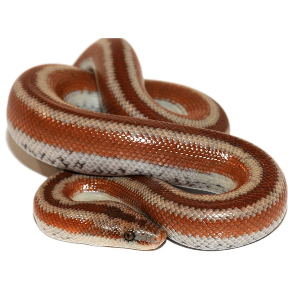 Rosy Boa For Sale Canada