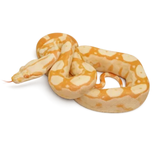 Sunglow Boa For Sale Canada