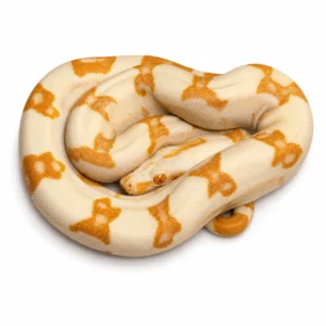 Sunglow Purple Boa For Sale Canada