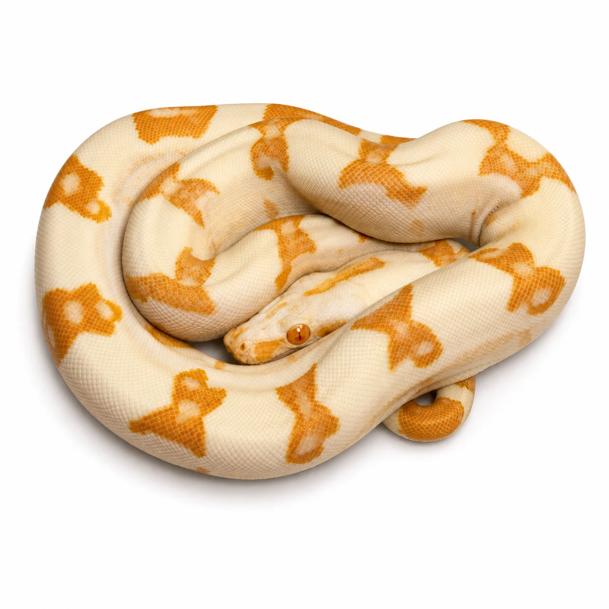 Sunglow Purple Boa For Sale Canada