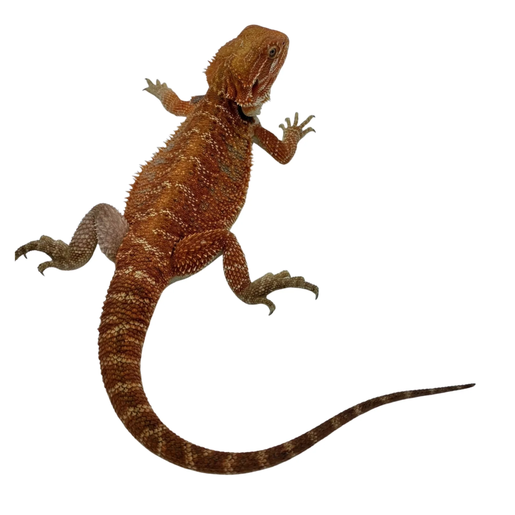 Super Red Bearded Dragon Super Red Bearded Dragon