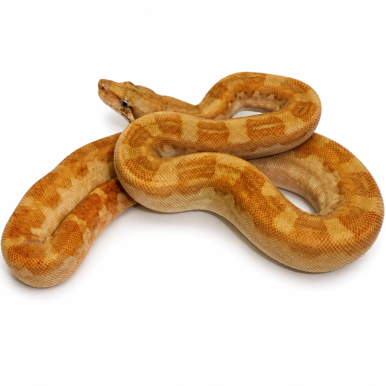 T+ Motley Boa For Sale Canada