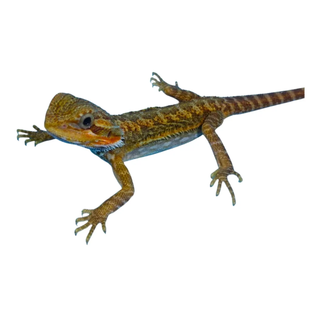 Translucent Bearded Dragon for sale