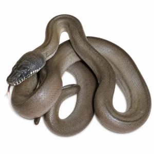 White Lip Python For Sale Canada