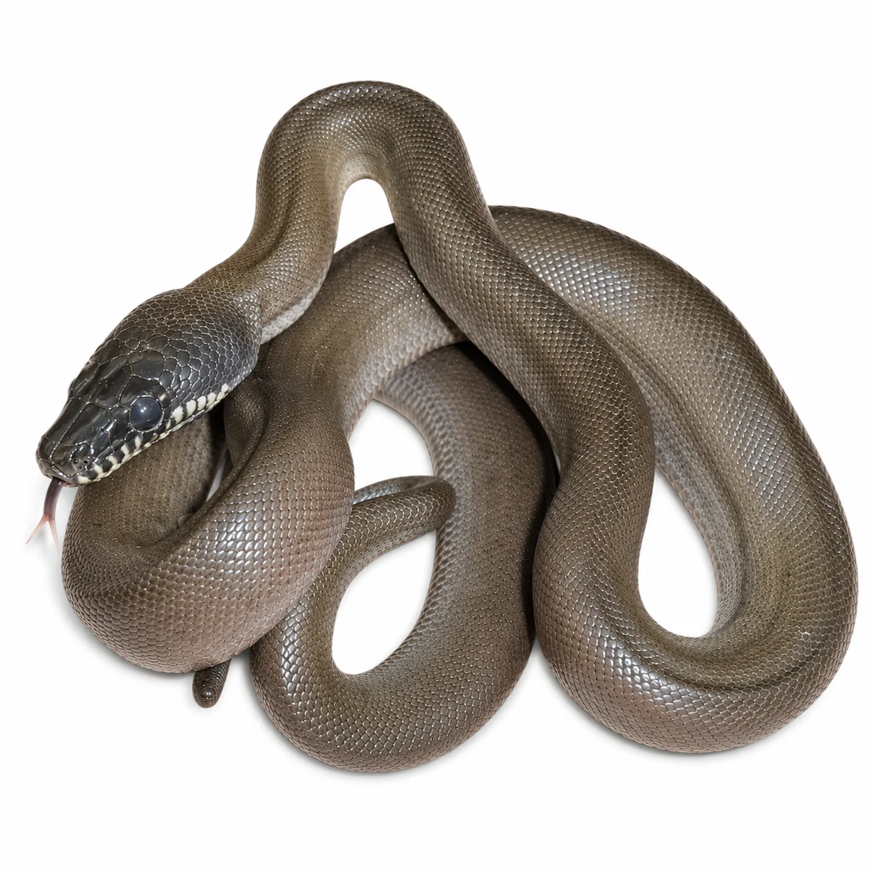 White Lip Python For Sale Canada White Lip Python For Sale Canada