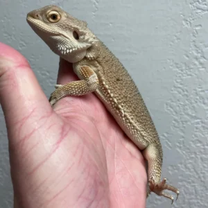 Witblits Bearded Dragon For Sale
