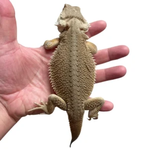 Witblits Bearded Dragon For Sale