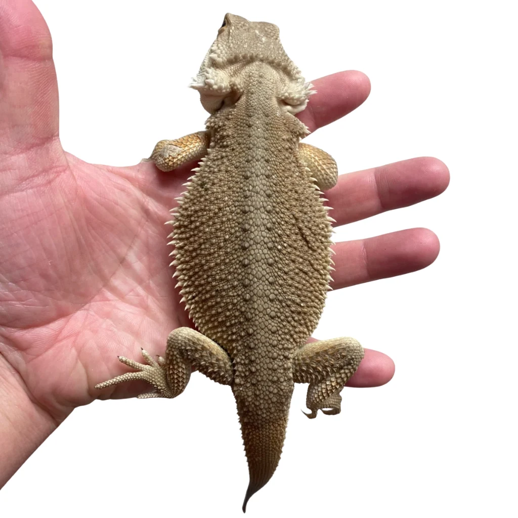 Witblits Bearded Dragon For Sale
