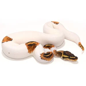 Yellow Belly Pied ball python