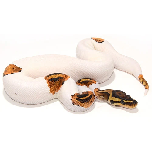 Yellow Belly Pied ball python