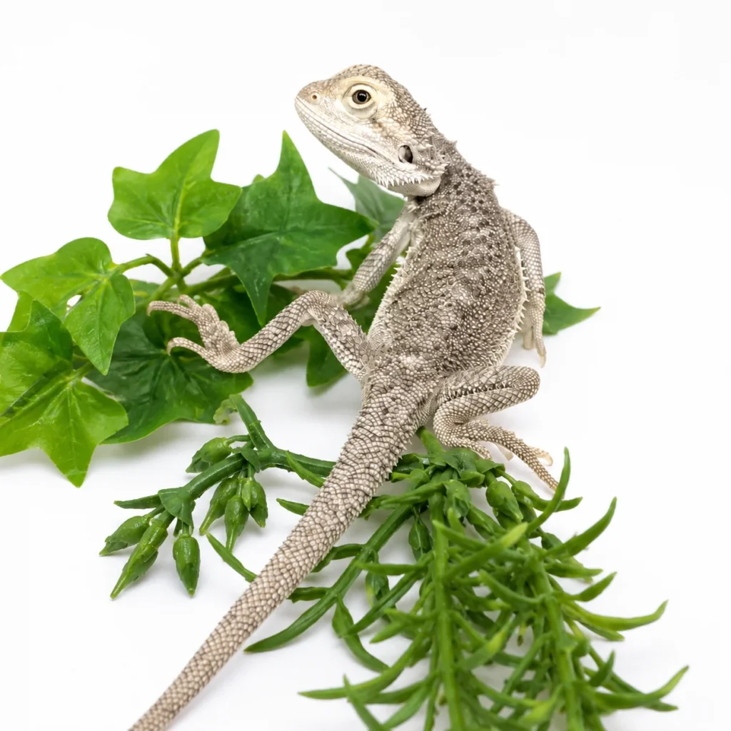 Zero Bearded Dragon For Sale