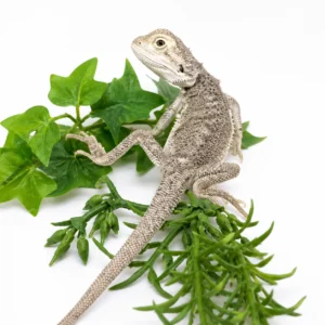 Zero Bearded Dragon For Sale